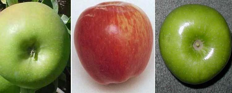 Variedades de manzanas Granny Smith, Ital Red y Granny Smith Spur