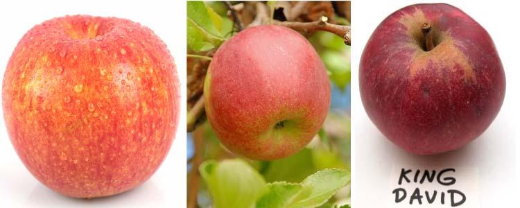 Manzanas variedad Jonagold, Jonatham y King David