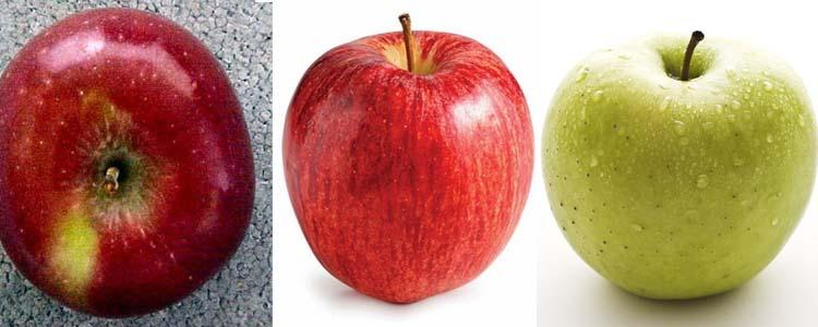 Variedades Law Red Rome Beauty, Mondial Gala y Mutsu