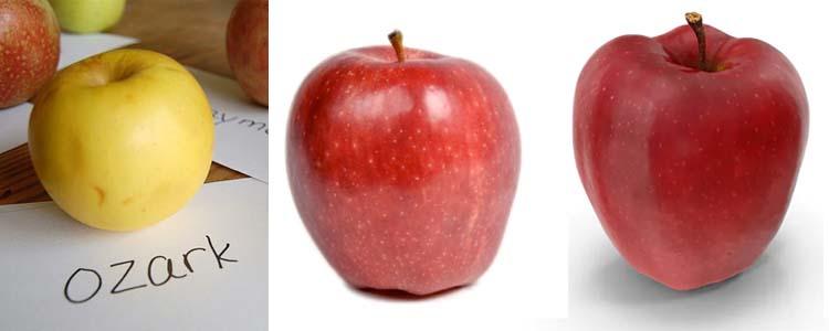 Manzanas Ozark Gold, Red Delicious Canadiense y Red Chieff