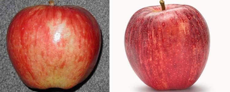 Manzanas variedad Red Delicious Standard y Royal Gala