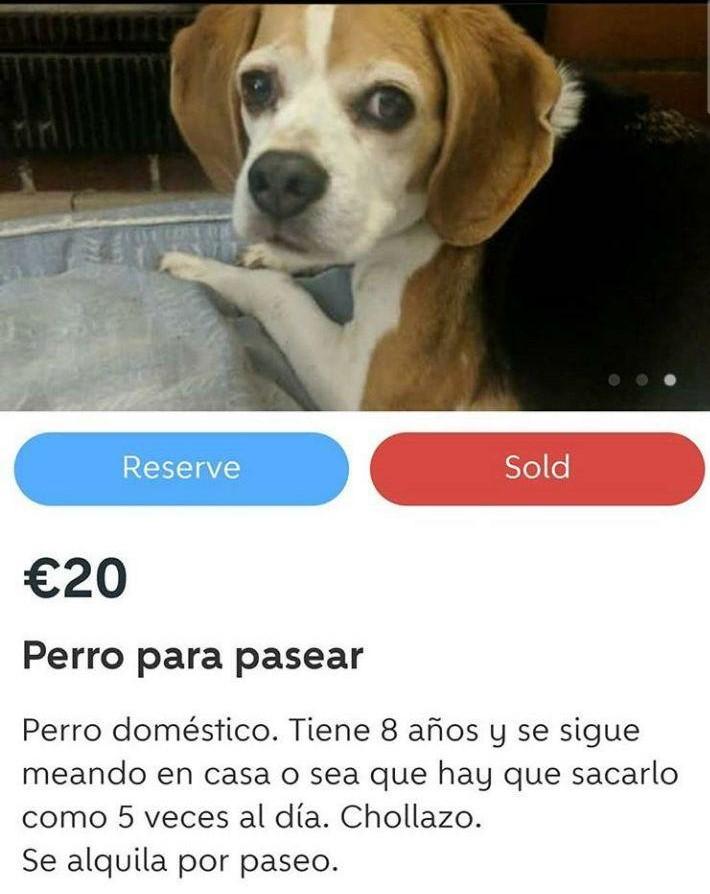 alquiler de perro