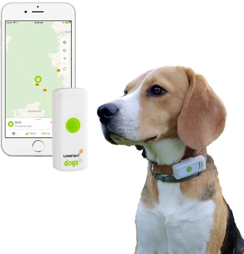 gadgets para perros