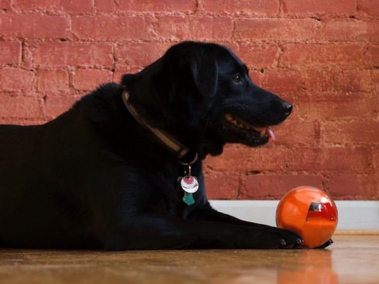 gadgets para perros