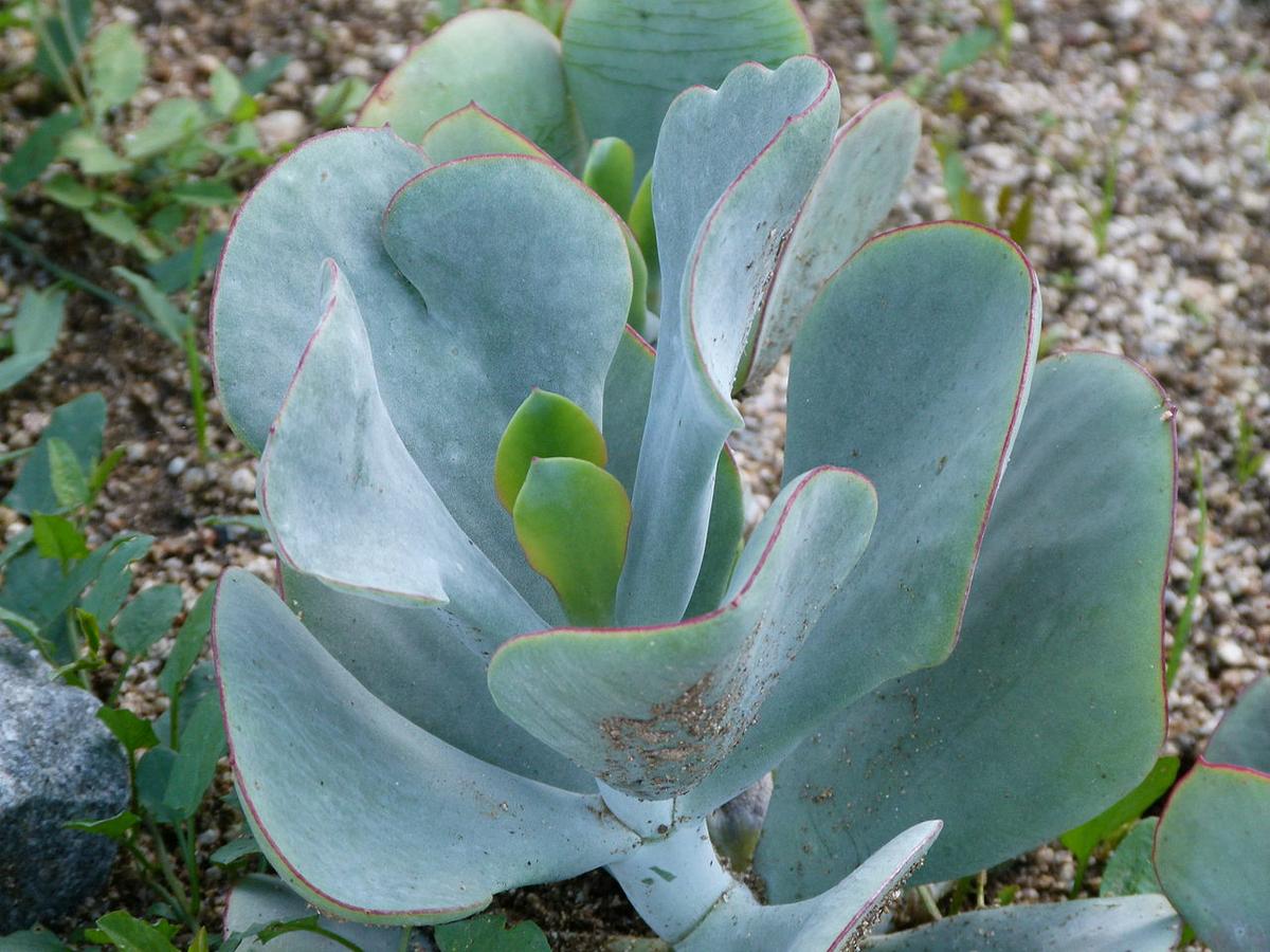 El Cotyledon orbiculata es una crasa arbustiva