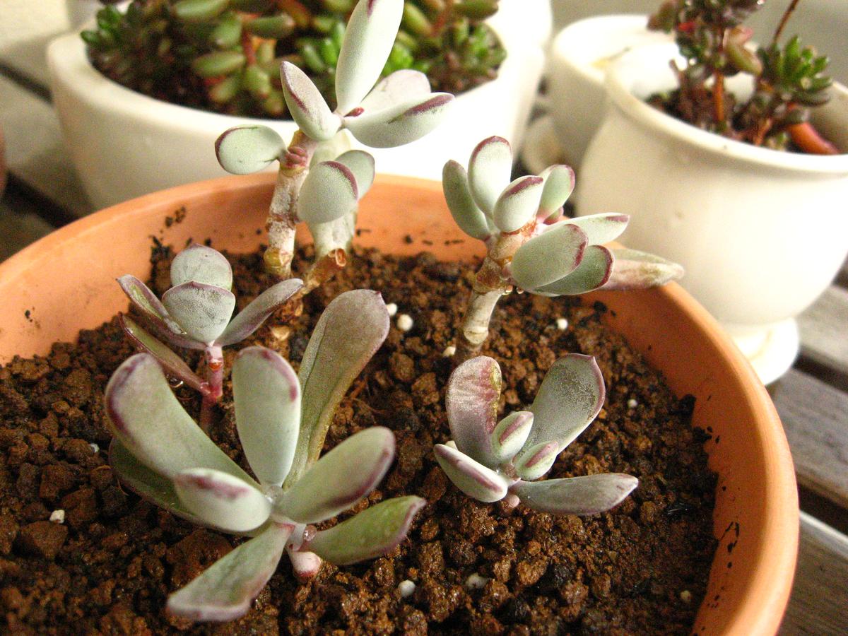 El Coytledon orbiculata tiene distintas variedades