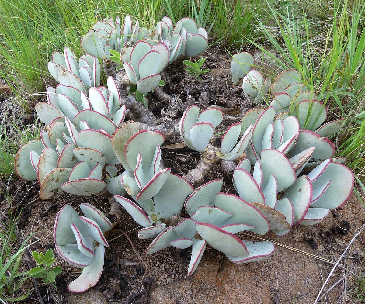El Cotyledon orbiculata es una planta decorativa
