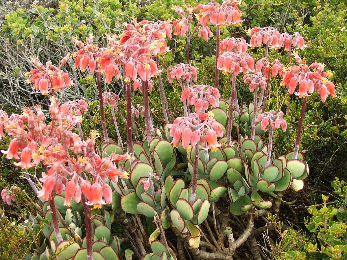 El Cotyledon orbiculata es una planta suculenta