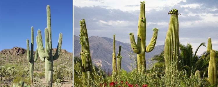 Características de cactus saguaro