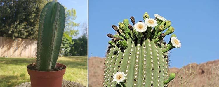 Floración y cultivo saguaro