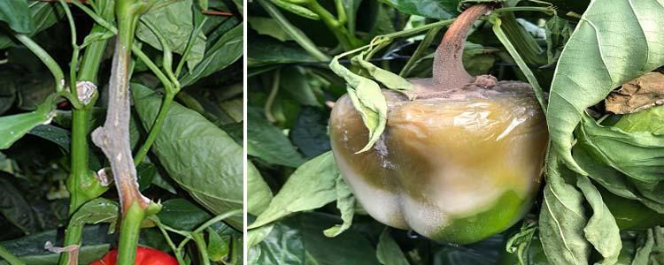 Botrytis en pimiento