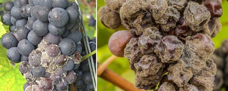 Botrytis enfermedades de la vid