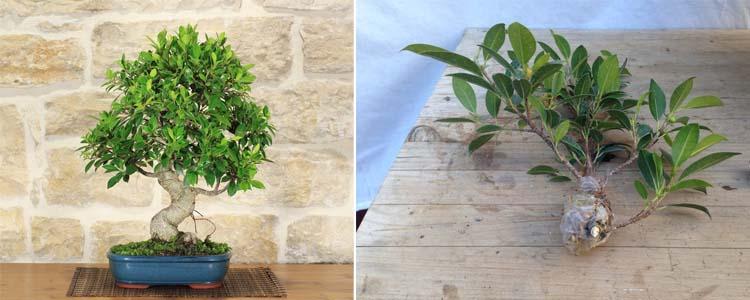 Cuidados y multiplicación de Ficus Ginseng