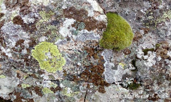 Líquenes y musgo sobre granito
