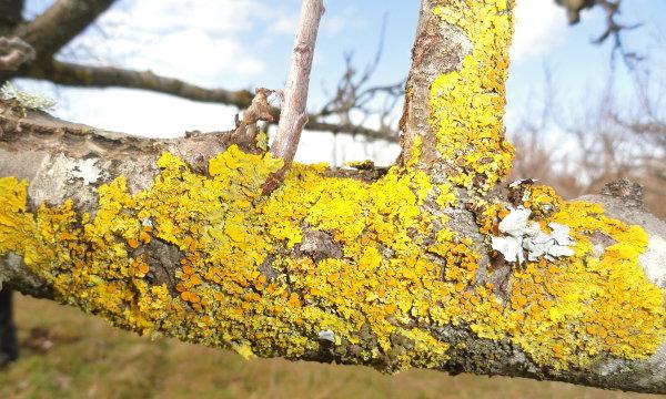Líquenes en manzano