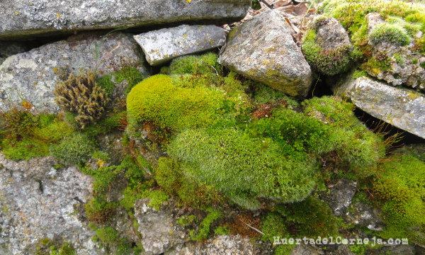 Musgo en la pared de la huerta