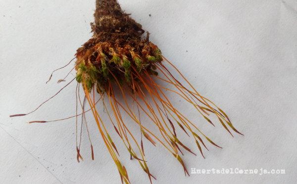 Rizoides, filoides y filamentos de musgo