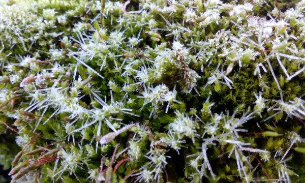 Musgos con cristales de hielo