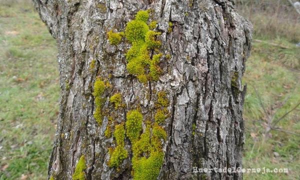 Peral de Roma con musgo