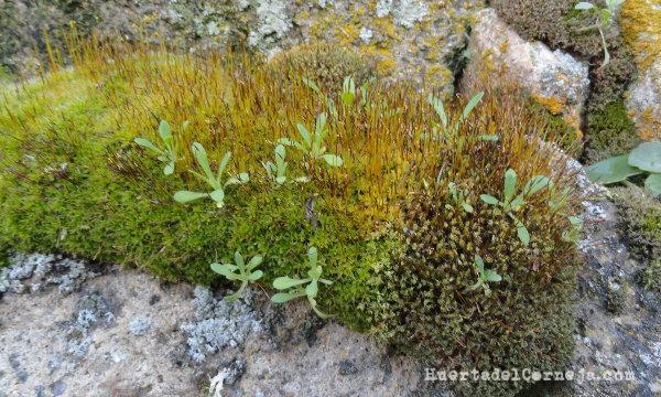 Plantitas germinadas sobre musgo