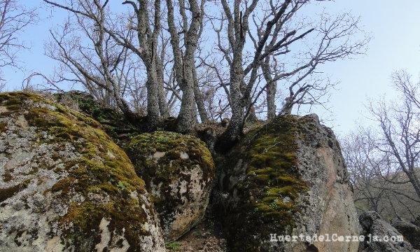 Musgos, líquenes y rebollos
