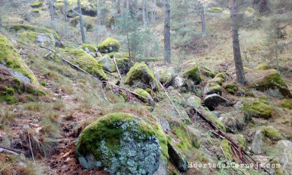 Garganta en el pinar