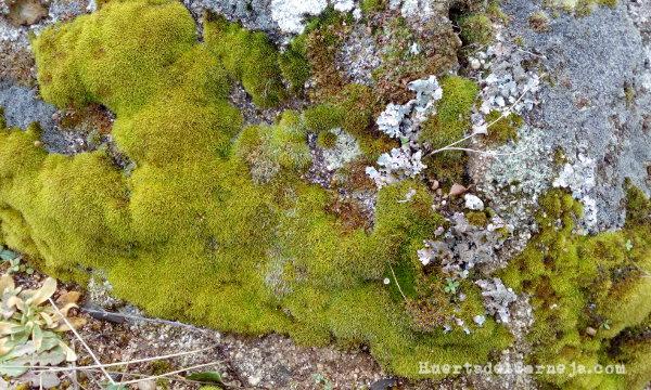 Líquenes y musgo