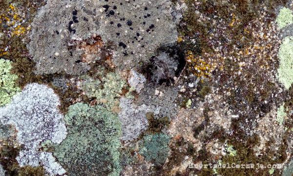 Líquenes sobre roca
