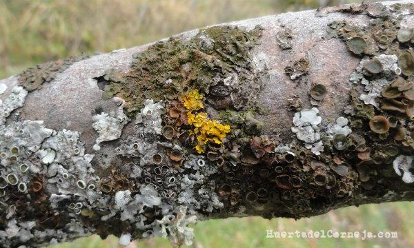 Rama de manzano en la huerta con líquenes