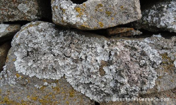 Pared de la huerta de piedra seca