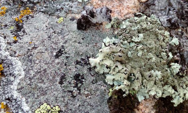 Líquenes crustáceos y foliáceos