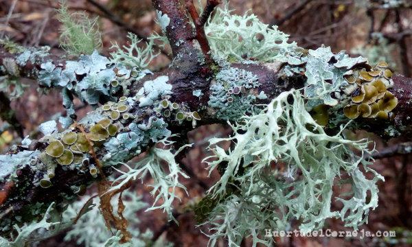 Líquenes foliáceos y fruticulosos