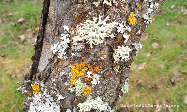 Líquenes en el tronco de un viejo melocotonero