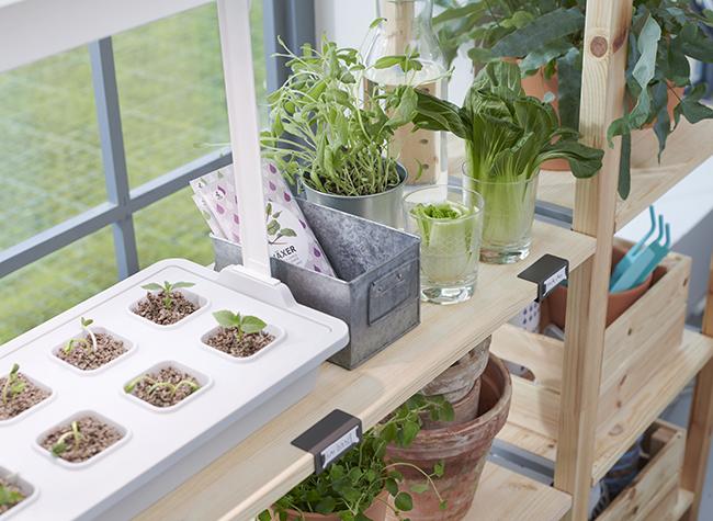 CÓMO DECORAR CON PLANTAS