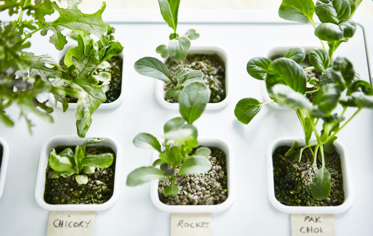  UN PEQUEÑO HUERTO EN CASA