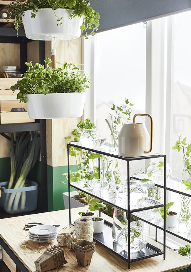 UN PEQUEÑO HUERTO EN CASA