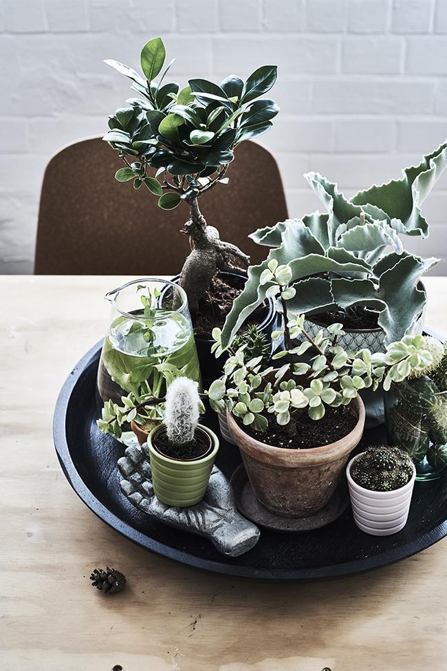 CREA UN PEQUEÑO OASIS CON PLANTAS