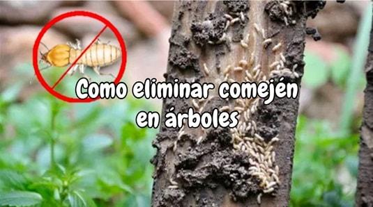 Cómo eliminar comején en árboles