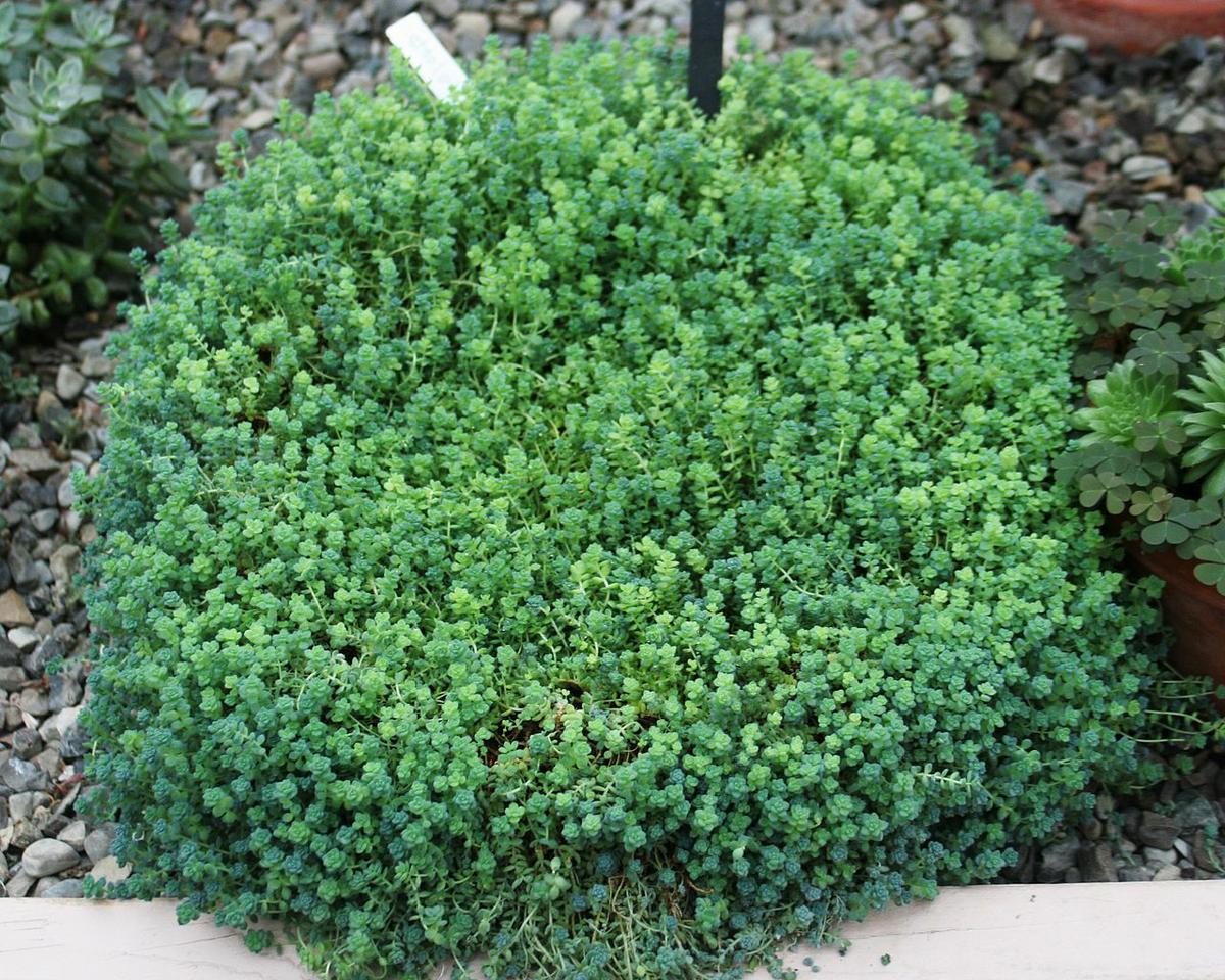 El Sedum dasyphyllum es una crasa pequeña