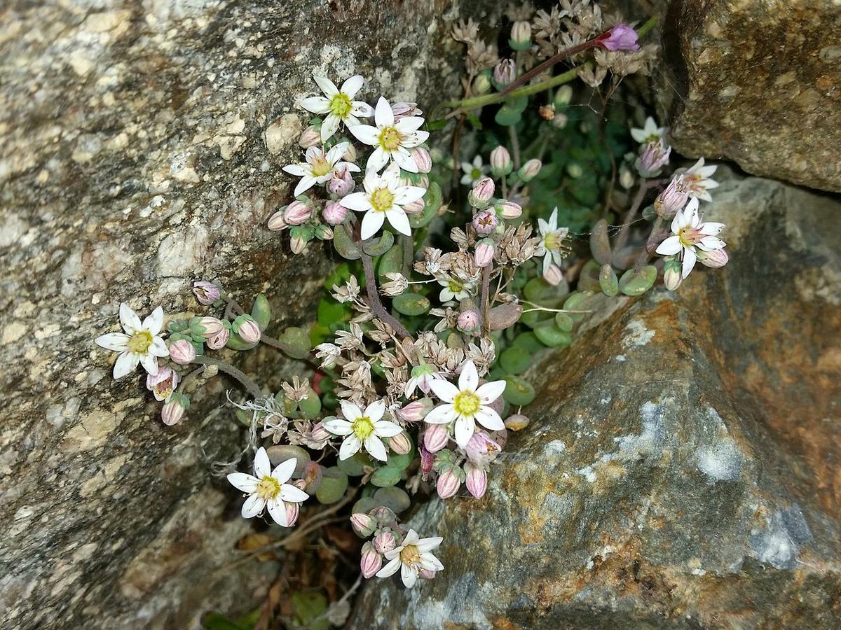 El Sedum dasyphyllum es una crasa que produce flores blancas