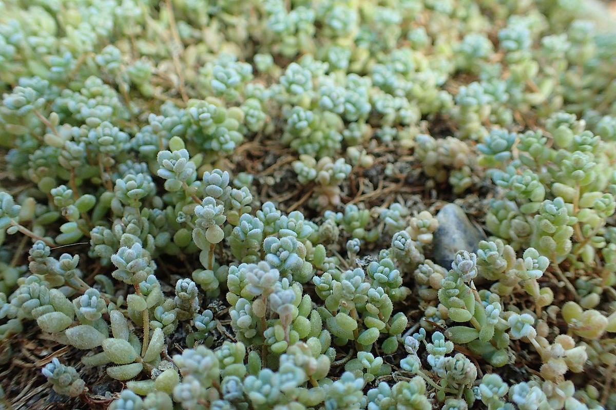 El Sedum dasyphyllum es una crasa pequeña