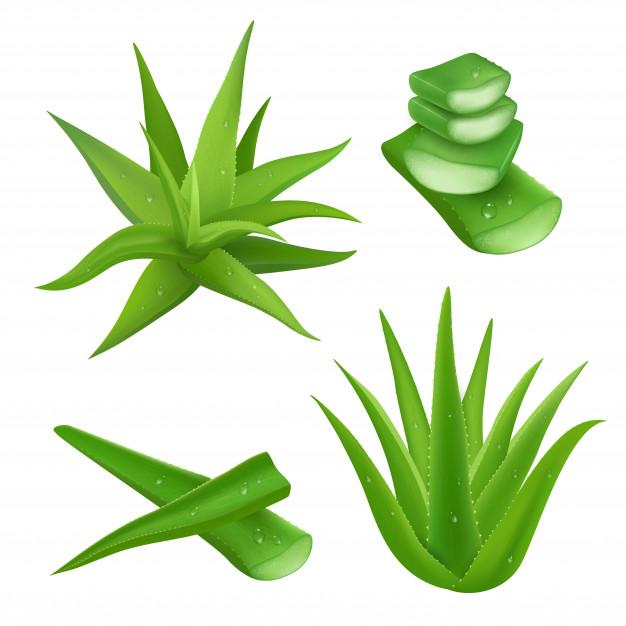 Aloe vera para las cejas 