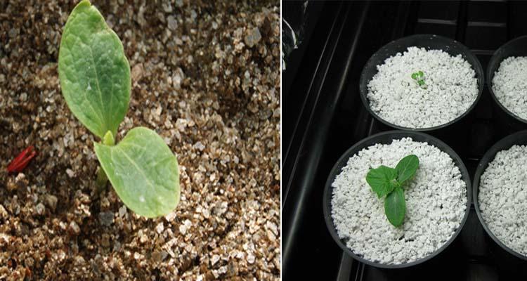 Diferencia entre perlita y vermiculita