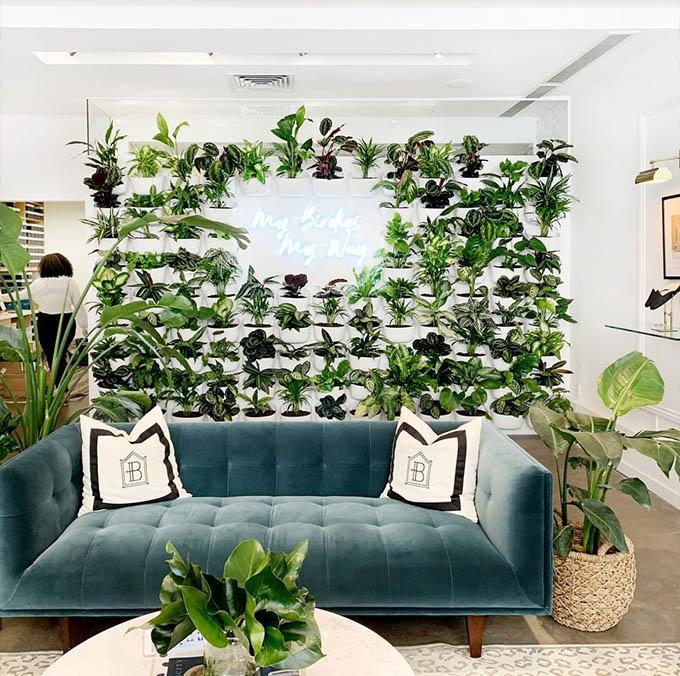 ¡Ideas baratas para decorar tus paredes! El decorar una pared con plantas es una idea simple y que aporta una gran sensación de vitalidad a la sala.