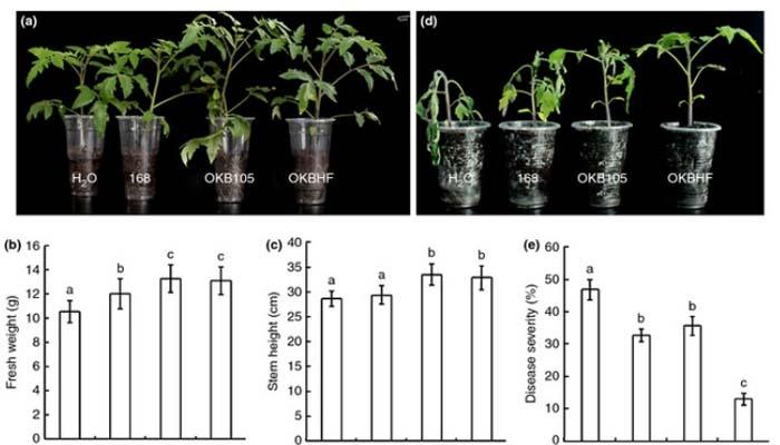 Crecimiento planta tomate Bacillus subtilis