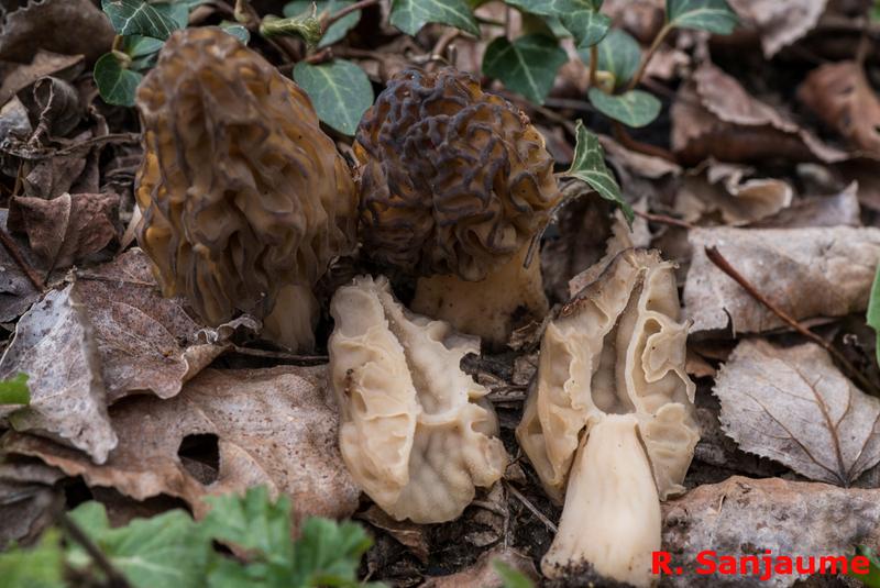 Morchella iberica. Crédito: Raymon San Jaume.