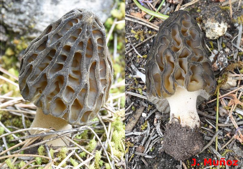 Morchella disparilis. Crédito: Jesús Muñoz.