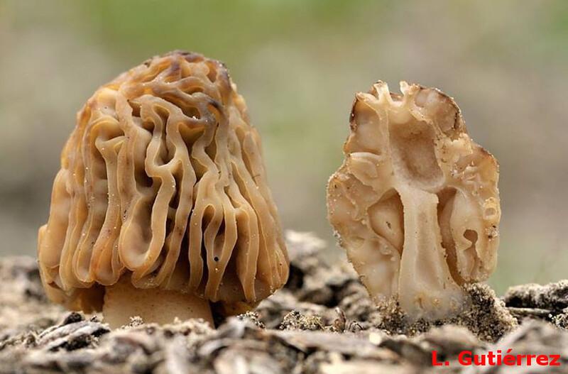 Morchella populiphila. Crédito: Lucas Gutiérrez