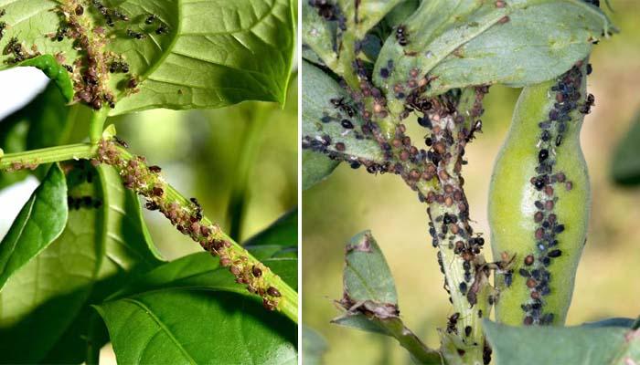 Cultivos pulgón negro de las habas