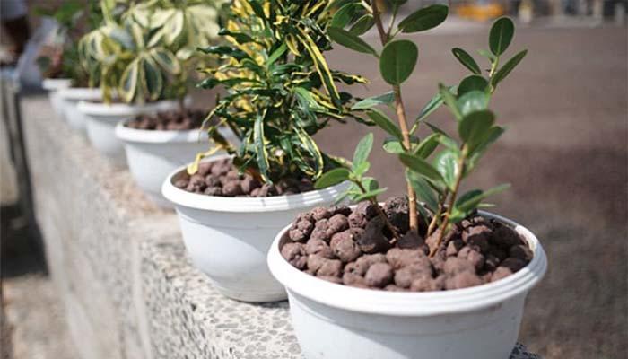 Arlita o arcilla expandida en macetas